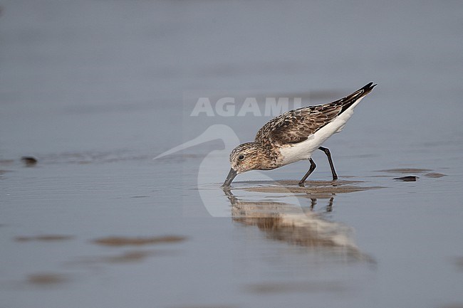 Adult Sanderling (Calidris alba) at the beach at Blåvandshuk, Denmark stock-image by Agami/Helge Sorensen,