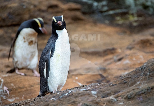 Erect-crested Penguin (Eudyptes sclateri) on the Antipodes Islands, New Zealand. One standing on the rocks along the shore and one bird walking behind. stock-image by Agami/Marc Guyt,
