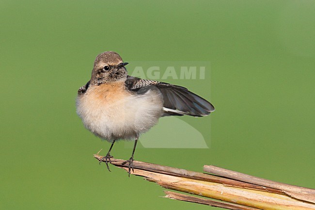 Bonte Tapuit, Pied Wheatear, Oenanthe pleschanka stock-image by Agami/Arnold Meijer,