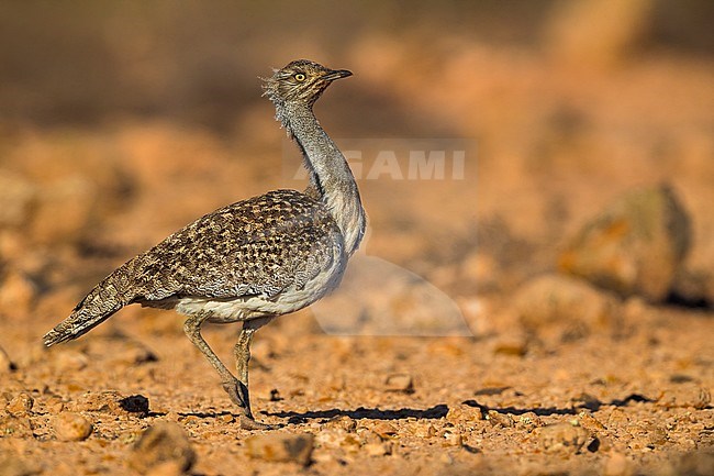 Houbara Bustard (Chlamydotis undulata fuertaventurae) on the Canary Island of Fuerteventura. This subspecies is highly restricted and endangered, with less then 500 birds left in the wild. stock-image by Agami/Daniele Occhiato,