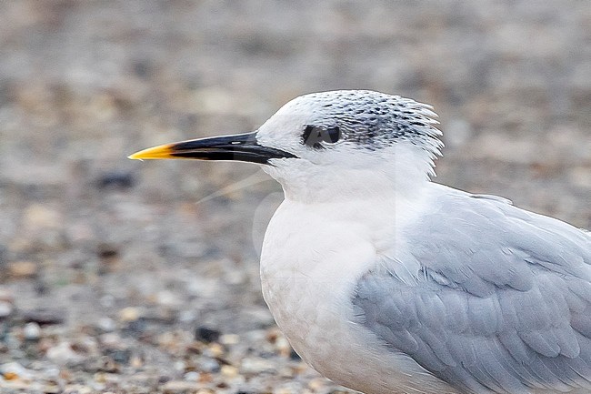 Adult winter Sandwich Tern sitting on a road in Browersdam, Zeeland, The Netherlands. November 2011. stock-image by Agami/Vincent Legrand,