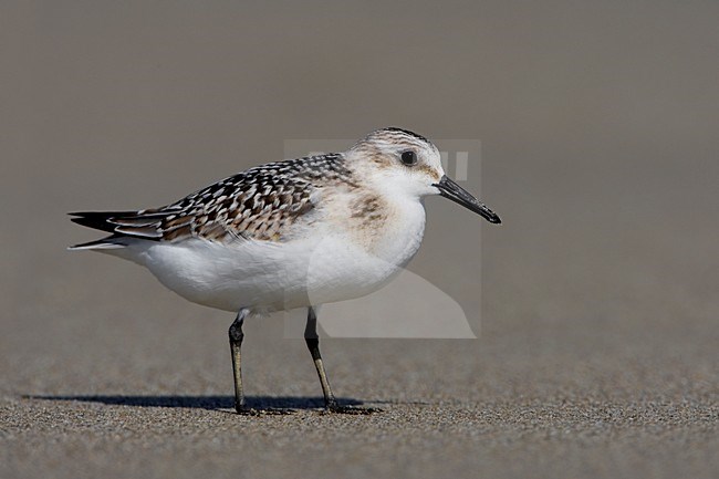 Juvenile Drieteenstrandloper op het strand; Juvenile Sanderling on the beach stock-image by Agami/Daniele Occhiato,