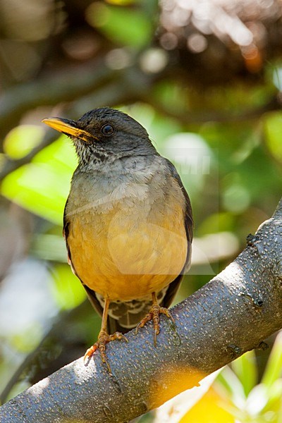 Kaapse Lijster, Olive Thrush stock-image by Agami/Wil Leurs,