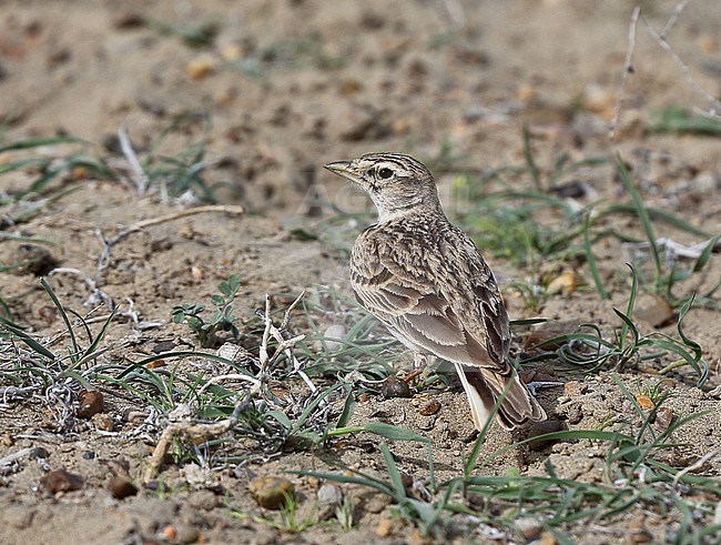 Greater Short-toed Lark, Calandrella brachydactyla longipennis stock-image by Agami/Andy & Gill Swash ,