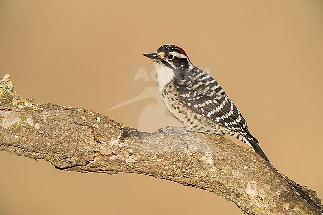 Adult male
Santa Barbara Co., CA
November 2022 stock-image by Agami/Brian E Small,