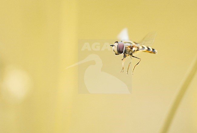 Zweefvlieg in vlucht, Hoverfly in flight stock-image by Agami/Rob de Jong,