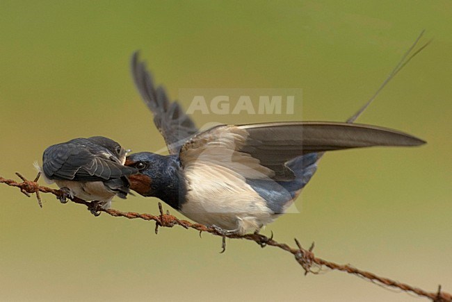 Barn Swallow juvenile being fed, Boerenzwaluw juveniel gevoerd stock-image by Agami/Hans Gebuis,