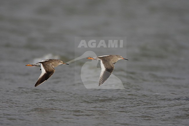 Vliegende Tureluurs; Flying Common Redshanks stock-image by Agami/Arie Ouwerkerk,