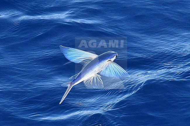 Flying fish species taking off from the ocean surface. stock-image by Agami/Laurens Steijn,