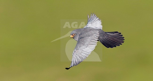 Red-footed Falcon (Falco vespertinus) in flight over green cultivated land stock-image by Agami/Bence Mate,