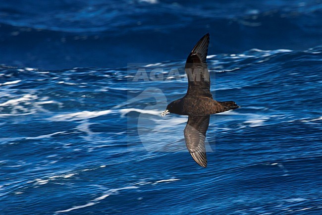 Witkinstormvogel vliegend boven zee; White-chinned Petrel flying above the sea stock-image by Agami/Marc Guyt,