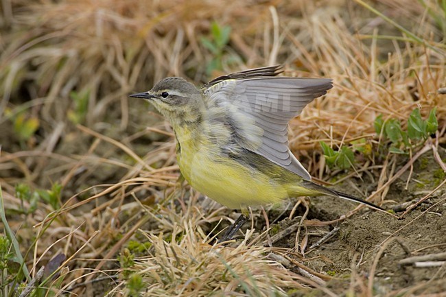 Blue-headed Wagtail standing on the ground; Gele Kwikstaart staand op de grond stock-image by Agami/Daniele Occhiato,