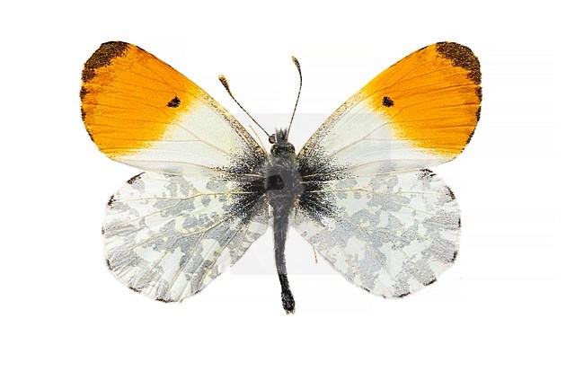 Orange-tip, Anthocharis cardamines stock-image by Agami/Wil Leurs,