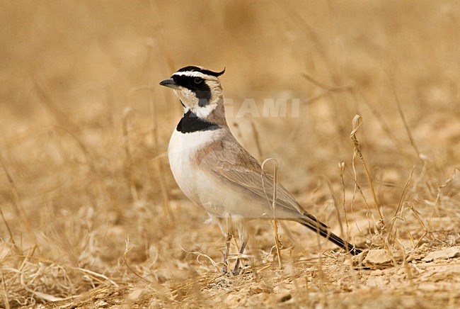 Temminck's Strandleeuwerik, Temminck's Lark, Eremophila bilopha stock-image by Agami/Marc Guyt,