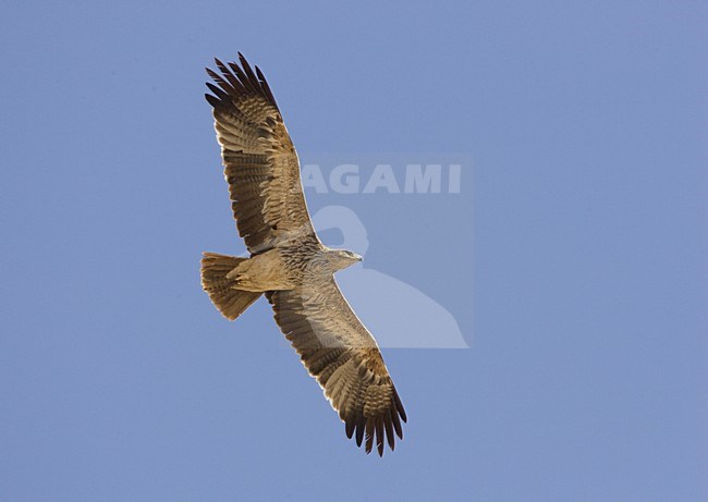 Keizerarend in vlucht; Asian Imperial Eagle in flight stock-image by Agami/Arie Ouwerkerk,