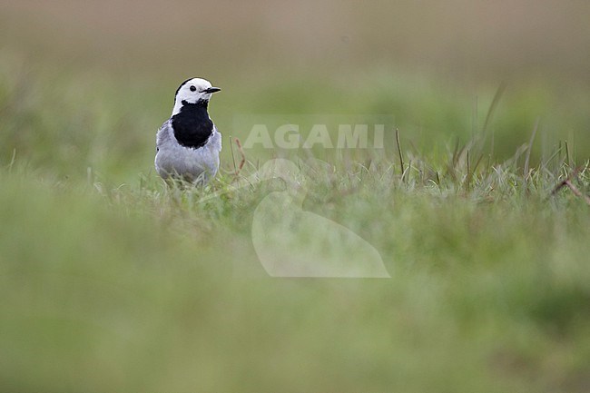 Baikal White Wagtail, Motacilla alba baicalensis, Russia (Baikal), adult, male. stock-image by Agami/Ralph Martin,