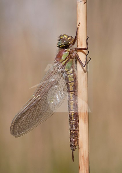 Onvolwassen Glassnijder; Immature Hairy Hawker stock-image by Agami/Fazal Sardar,