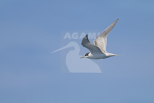 Juvenille Common tern (Sterna hurundo) in flight, with the sky as background. stock-image by Agami/Sylvain Reyt,