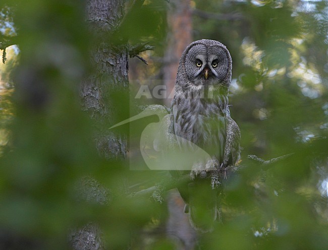 Laplanduil zittend op een tak; Great Grey Owl perched on branch stock-image by Agami/Jari Peltomäki,