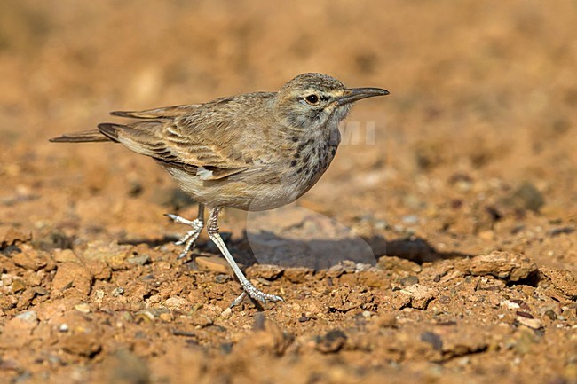 Witbandleeuwerik, Greater Hoopoe-Lark stock-image by Agami/Daniele Occhiato,