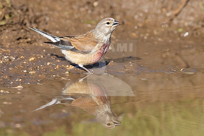 Common Linnet (Linaria cannabina),  adult male drinking in a pool, Abruzzo, Italy stock-image by Agami/Saverio Gatto,