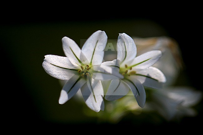 Driekantig look, Three-cornered Leek, Allium triquetrum stock-image by Agami/Wil Leurs,