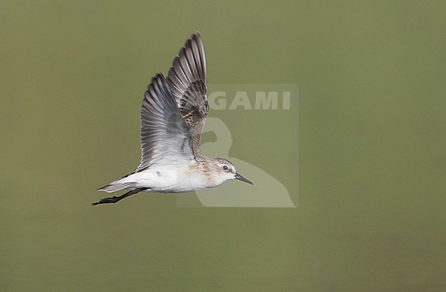 Juveniele Kleine Strandloper in vlucht, Juvenile Little Stint in flight stock-image by Agami/Mike Danzenbaker,