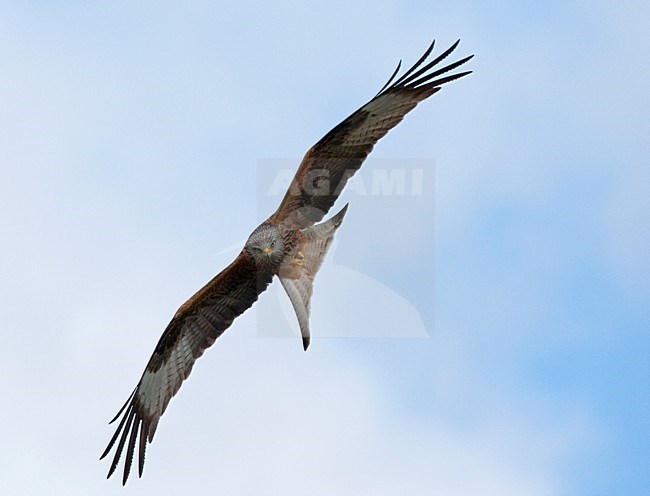 Rode Wouw in vlucht, Red Kite in flight stock-image by Agami/Roy de Haas,