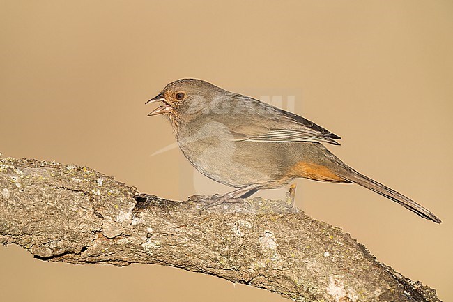 Adult 
Santa Barbara Co., CA
November 2022 stock-image by Agami/Brian E Small,