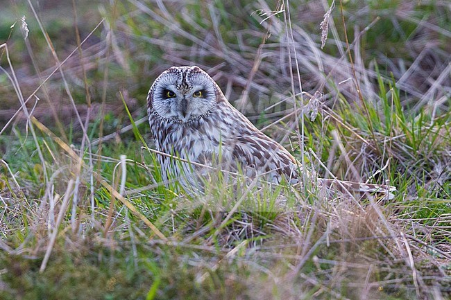 Short-eared Owl (Asio flammeus), adult sitting on the ground stock-image by Agami/Saverio Gatto,