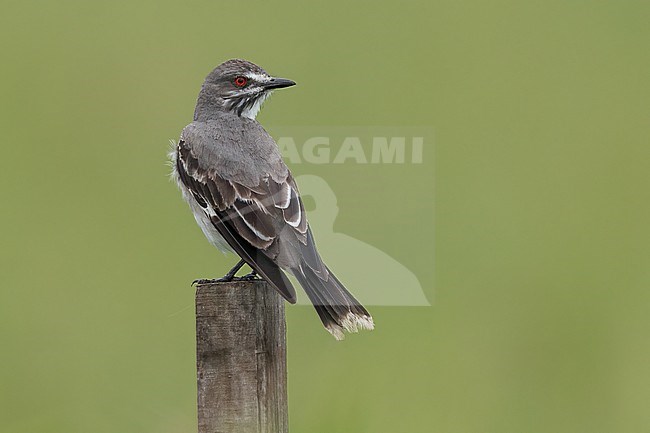 Gray Monjita (Nengetus cinereus ) perched on top of a roadside post in Argentina stock-image by Agami/Dubi Shapiro,