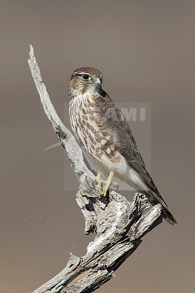 Adult female Taiga Merlin (Falco columbarius columbarius) wintering in Riverside County, California, in November. Perched on a dead branch against a dull brown background. stock-image by Agami/Brian E Small,