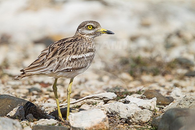 Eurasian Stone-Curlew - Triel - Burhinus oedicnemus ssp. saharae, Cyprus, adult stock-image by Agami/Ralph Martin,