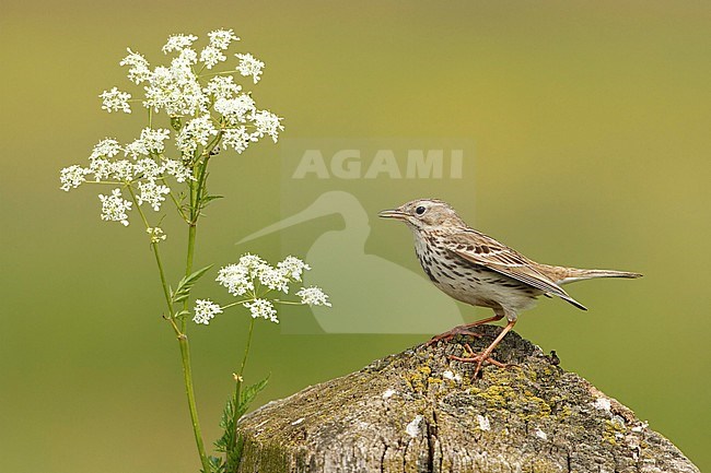 Graspieper; Meadow_pipit; stock-image by Agami/Walter Soestbergen,