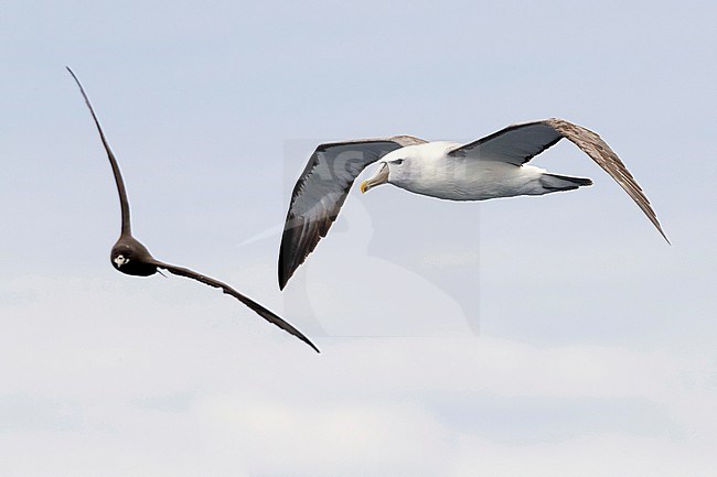 Shy Albatross (Thalassarche cauta), side view of an adult in flight, Western Cape, South Africa stock-image by Agami/Saverio Gatto,