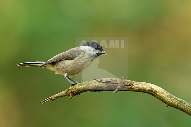 Glanskop zittend op tak; Marsh tit sitting on branch stock-image by Agami/Walter Soestbergen,