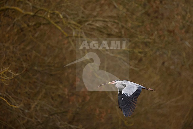Grey Heron in the Spring stock-image by Agami/Chris van Rijswijk,