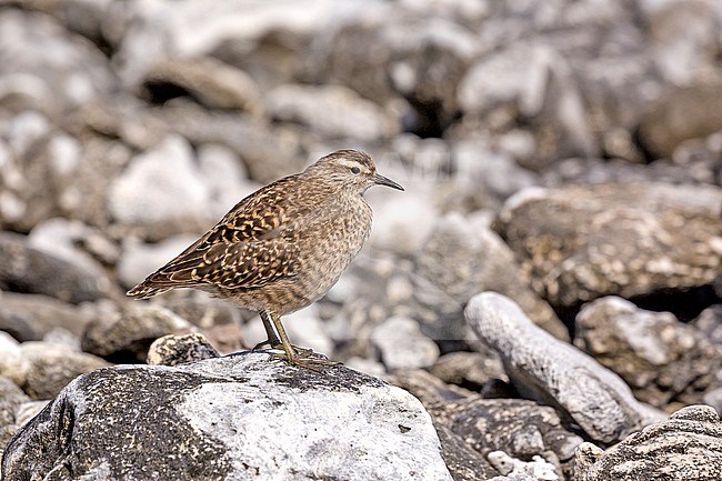 Tuamotu Sandpiper (Prosobonia parvirostris), an endemic wader native to the Tuamotu Islands in French Polynesia. stock-image by Agami/Pete Morris,