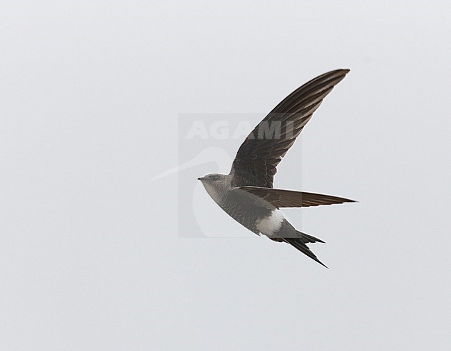 Siberische Gierzwaluw in vlucht, Pacific Swift in flight stock-image by Agami/Mike Danzenbaker,