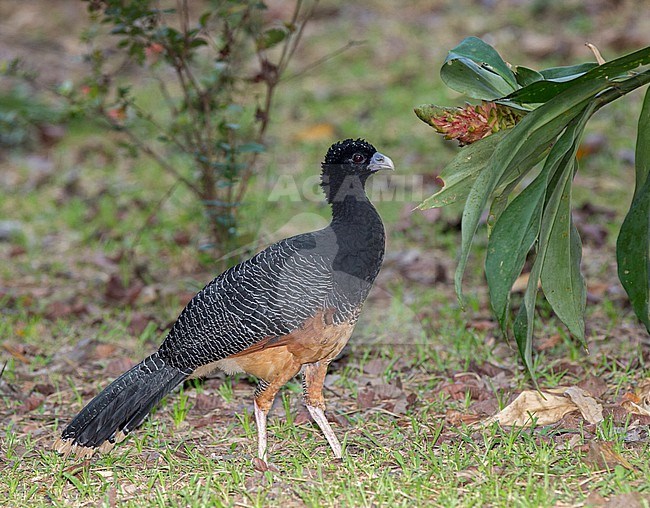 A female Blue-billed Curassow (Crax alberti) at ProAves Blue-billed Curassow Reserve, Puerto Pinzon, Boyaca, Colombia. IUCN Status Critically Endangered. stock-image by Agami/Tom Friedel,