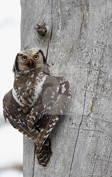 Sperweruil tegen boomstam; Northern Hawk Owl against tree trunc stock-image by Agami/Markus Varesvuo,