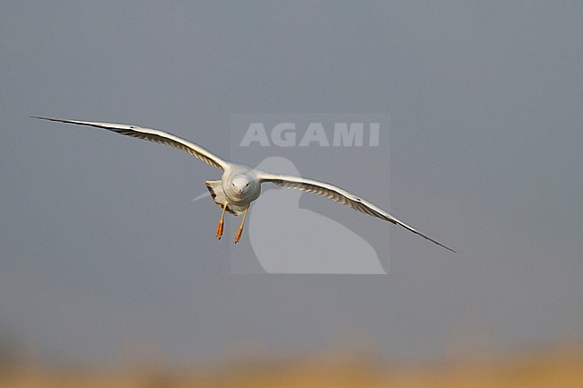 Slender-billed Gull - Dünnschnabelmöwe - Larus genei, Oman, 1st Winter stock-image by Agami/Ralph Martin,