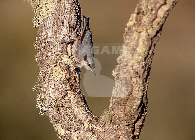 Hispanic Nuthatch (Sitta europaea) in Spain stock-image by Agami/Marc Guyt,