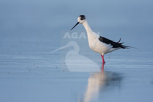 Black-winged Stilt - Stelzenläufer - Himantopus himantopus ssp. himantopus, Spain (Mallorca), adult female stock-image by Agami/Ralph Martin,