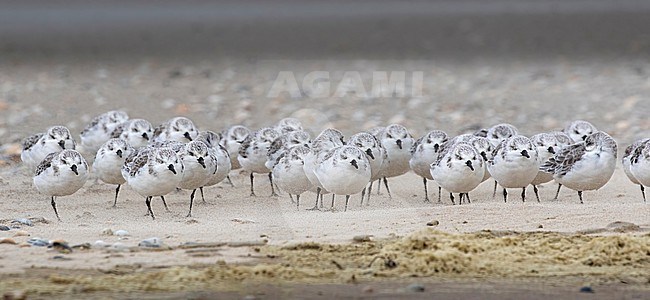 A group of Sanderling (Calidris alba) is batteling a sand storm on the beach of Texel. stock-image by Agami/Jacob Garvelink,