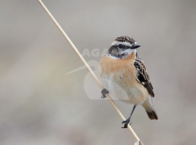 Volwassen mannetje Paapje in zomerkleed; Adult male Winchat in breeding plumage stock-image by Agami/Markus Varesvuo,