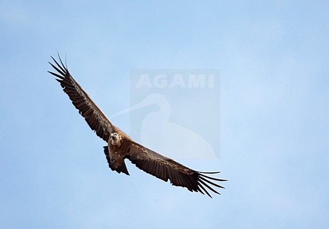 Vale Gier in de vlucht; Griffon Vulture in flight stock-image by Agami/Markus Varesvuo,