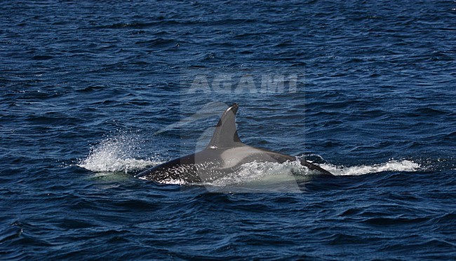 Orka, Killer whale, Orcinus orca stock-image by Agami/Hugh Harrop,