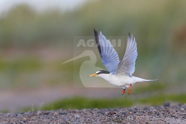 Dwergstern volwassen vliegend; Little Tern adult flying stock-image by Agami/Jari Peltomäki,