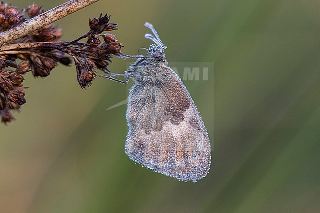 Small Heath covered with morning dew stock-image by Agami/Wil Leurs,